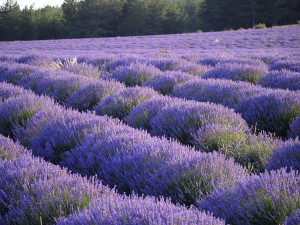 campo de lavanda
